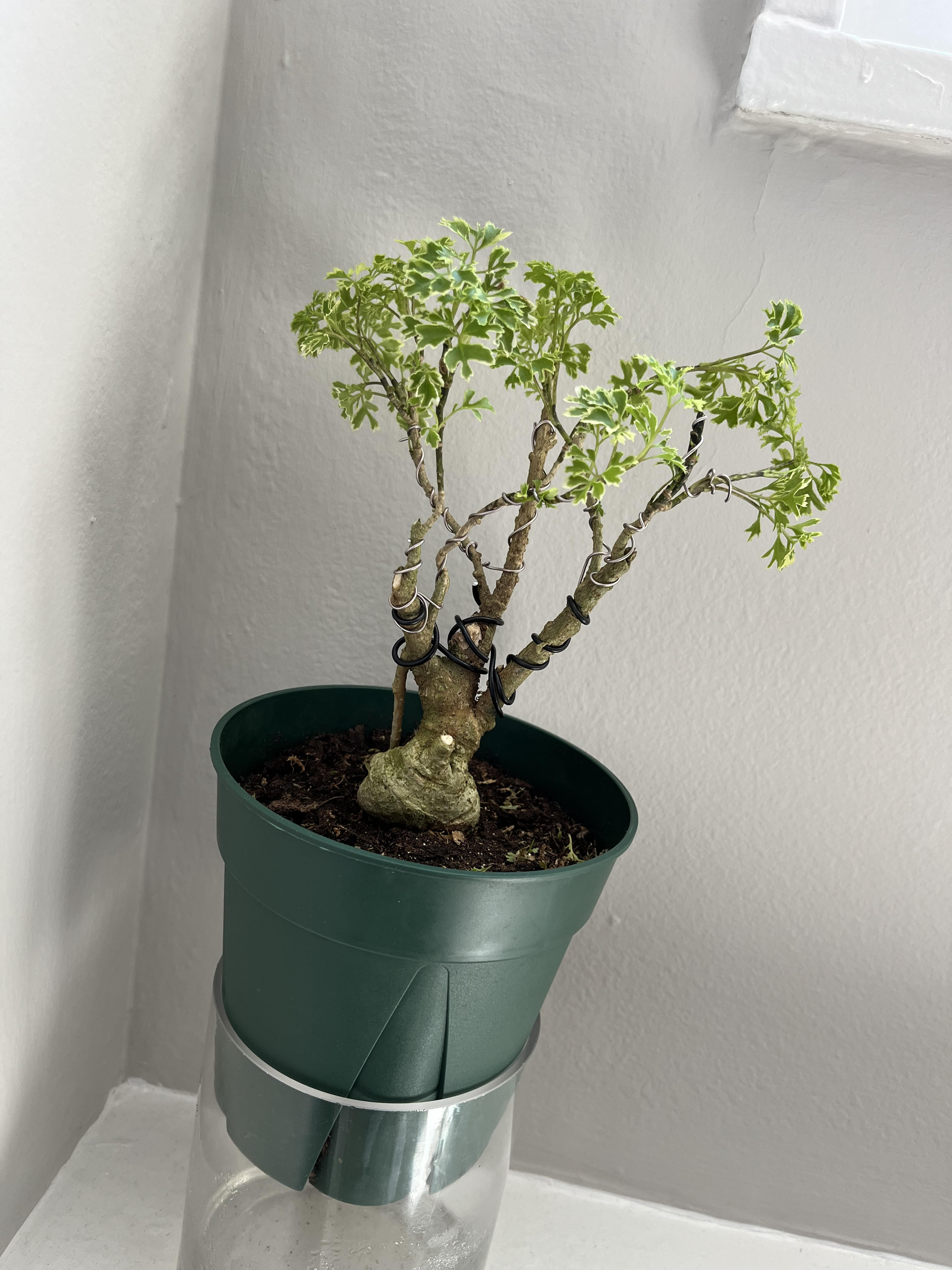 a bonsai
