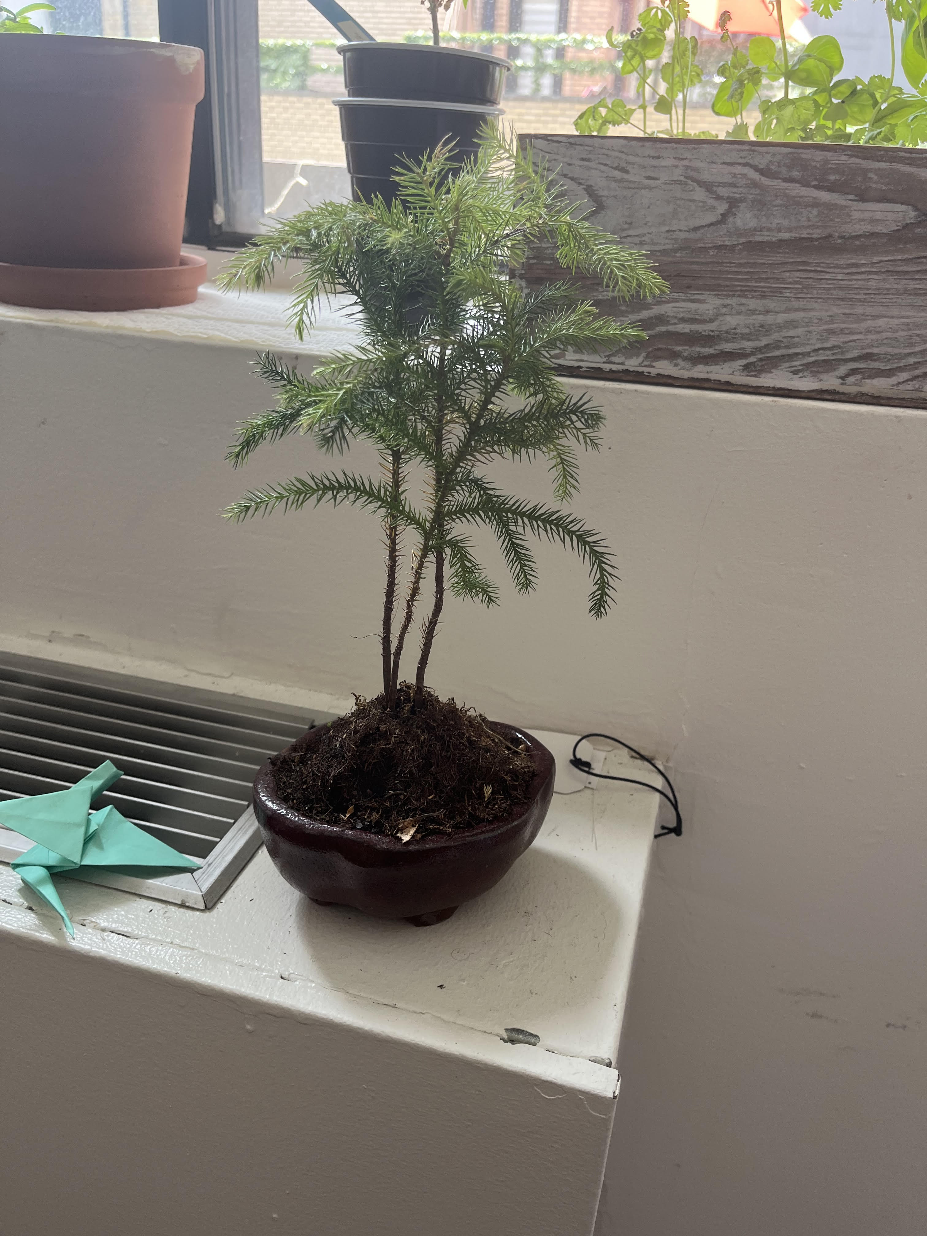 a bonsai