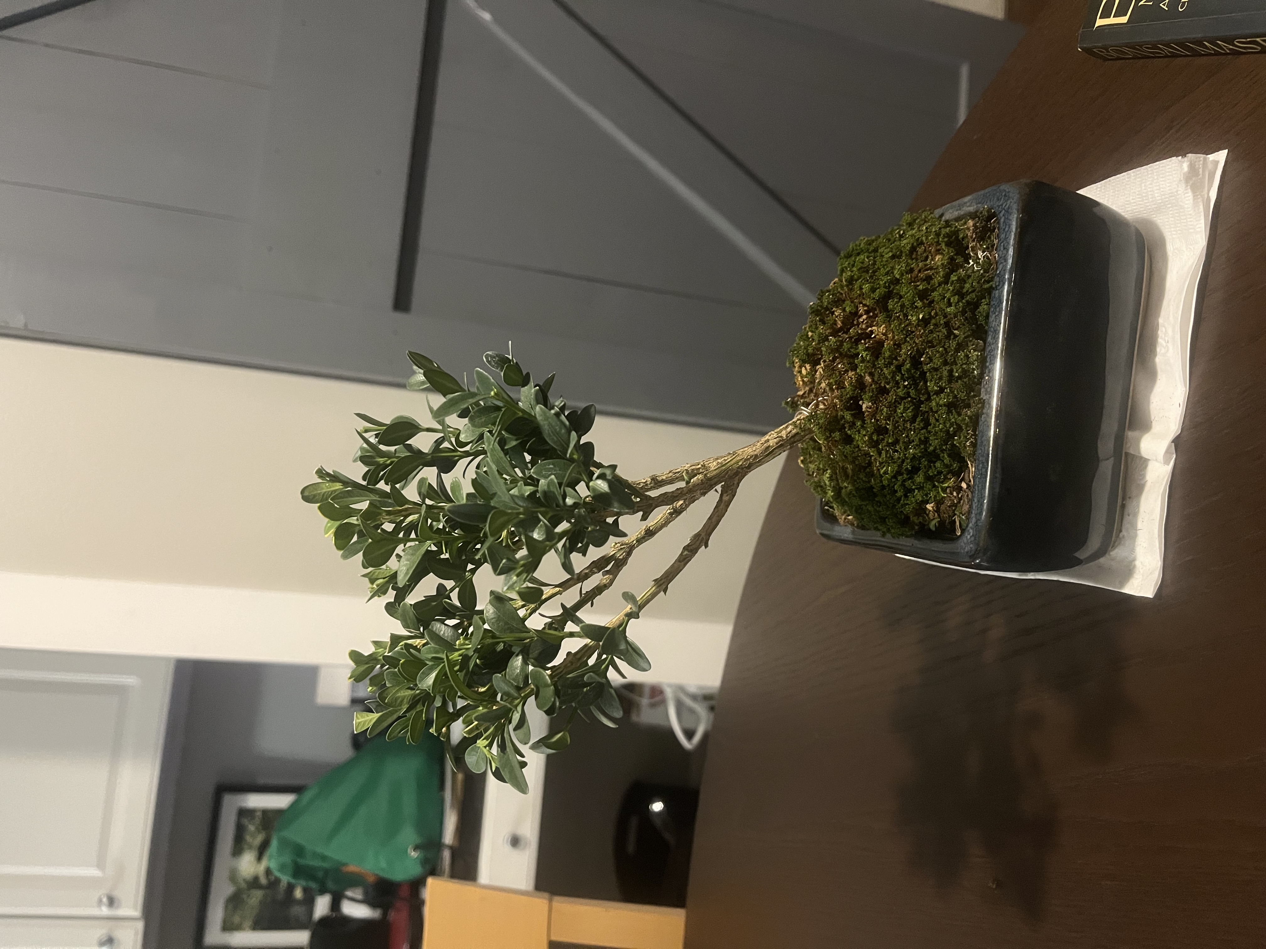 a bonsai